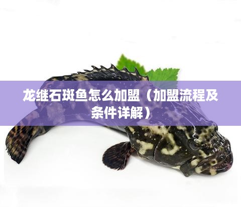 龙继石斑鱼怎么加盟（加盟流程及条件详解）