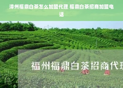 漳州福鼎白茶怎么加盟代理 福鼎白茶招商加盟电话