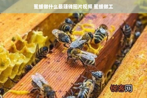蜜蜂做什么最赚钱图片视频 蜜蜂做工