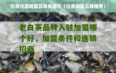 白茶代理加盟品牌有哪些（白茶加盟品牌推荐）
