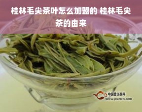 桂林毛尖茶叶怎么加盟的 桂林毛尖茶的由来