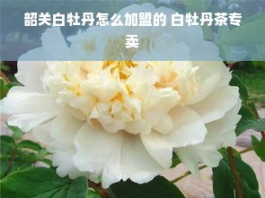 贝迪堡国际早教中心加盟，开启您的教育梦想之旅