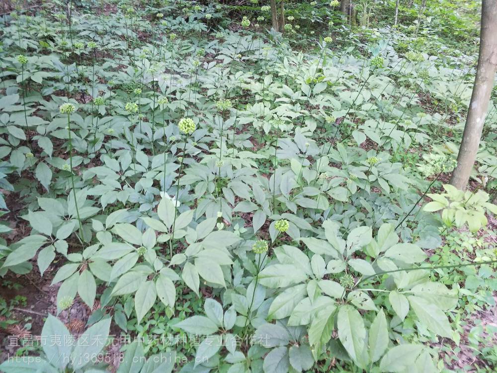 淘宝先用后付额度怎么套现？500元利息多少？揭秘背后的风险与技巧