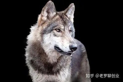 跟狼做什么生意赚钱呢 和狼性格的人怎么相处