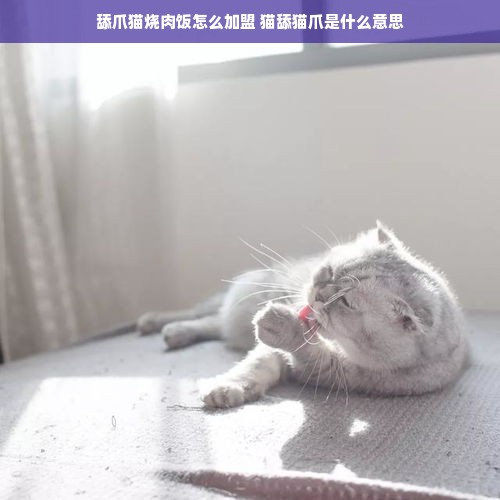 舔爪猫烧肉饭怎么加盟 猫舔猫爪是什么意思
