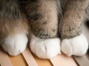 舔爪猫烧肉饭怎么加盟 猫舔猫爪是什么意思