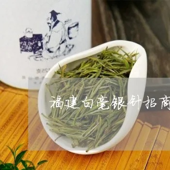 龙岩白毫银针怎么加盟 福建白毫银针多少钱一斤