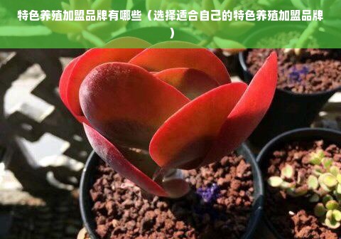 北欧瑞典小家电品牌，品质生活的理想之选