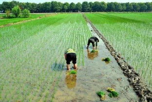 30亩鱼塘做什么好卖赚钱 30亩鱼塘一年挣多少钱