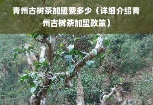 青州古树茶加盟费多少（详细介绍青州古树茶加盟政策）