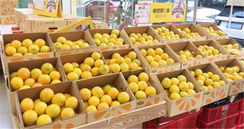 重庆果琳水果怎么加盟 重庆果琳水果怎么加盟代理