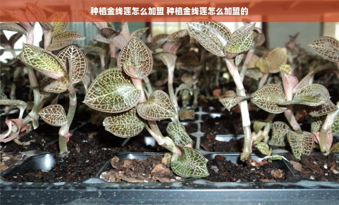 种植金线莲怎么加盟 种植金线莲怎么加盟的