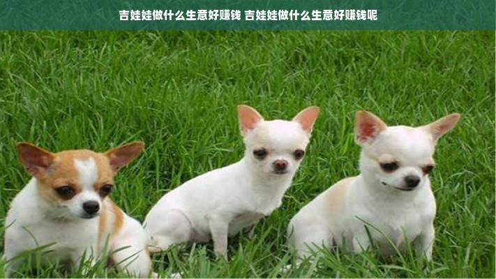 吉娃娃做什么生意好赚钱 吉娃娃做什么生意好赚钱呢