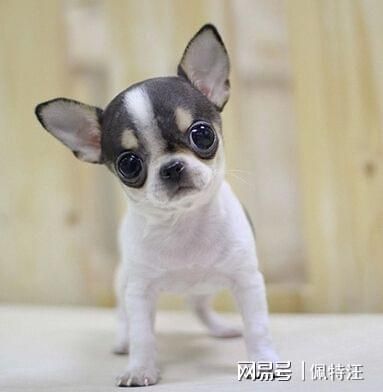 吉娃娃做什么生意好赚钱 吉娃娃做什么生意好赚钱呢