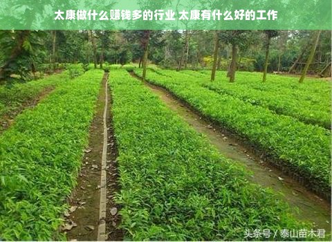 太康做什么赚钱多的行业 太康有什么好的工作