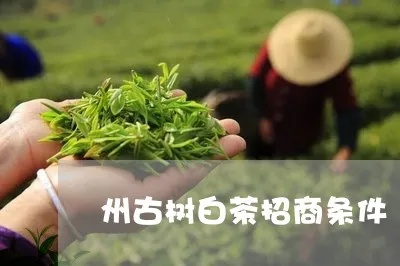 淘宝先用后付额度操作详解，商家策略与小额度征信问题