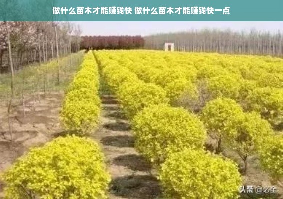 做什么苗木才能赚钱快 做什么苗木才能赚钱快一点