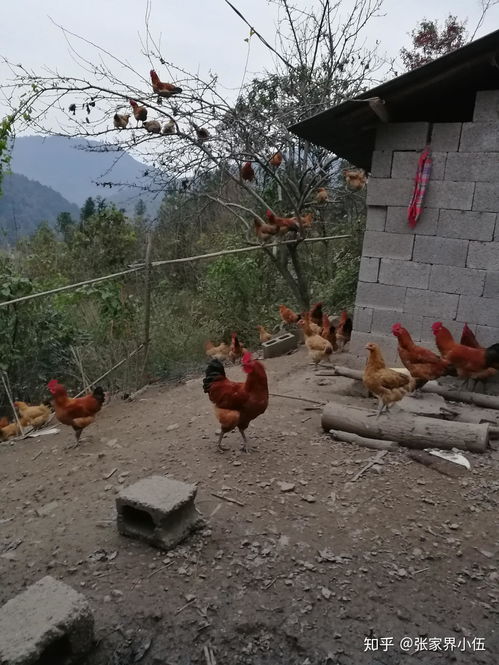 出行必备家电品牌推荐，旅途也能享受家的温馨