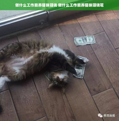 做什么工作能养猫咪赚钱 做什么工作能养猫咪赚钱呢