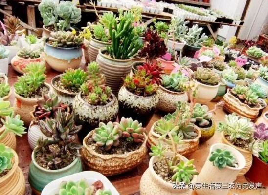 在家做什么植物赚钱呢女生