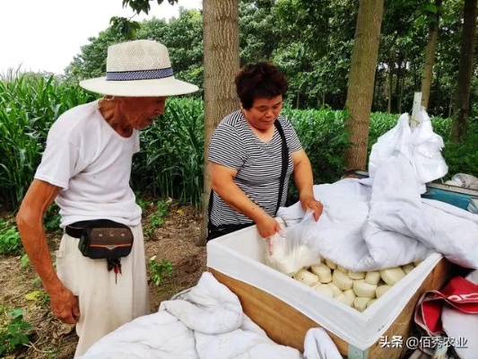 回村里能做什么工作赚钱 回农村干点什么比较好