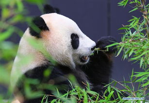 在谈及国家如何通过熊猫这个象征中国的国宝进行经济创新以谋求经济效益时，我们不仅关注熊猫的稀有性和生态价值，更需看到其背后所蕴藏的巨大商业潜力和文化价值。熊猫不仅仅是一种动物，更是中国的文化名片和全球关注的焦点。因此，探讨国家如何利用熊猫开展各种商业活动，不仅有助于推动经济发展，更有助于提升国家形象和文化软实力。