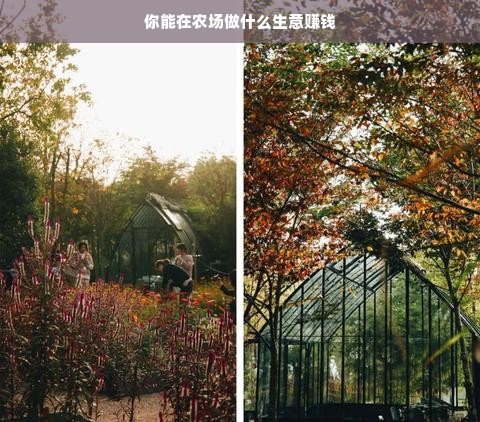 你能在农场做什么生意赚钱