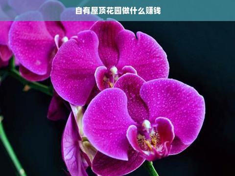 自有屋顶花园做什么赚钱