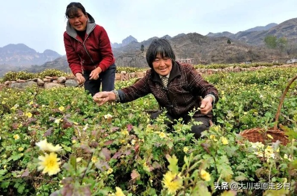 山区农村做什么赚钱快