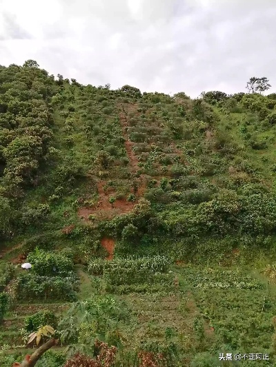 去荒山上做什么生意赚钱