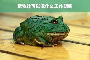 宠物蛙，情感陪伴与经济价值的探索