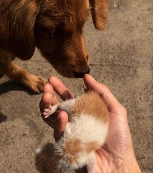 出门遛弯也能赚钱，多种小生意等你来尝试