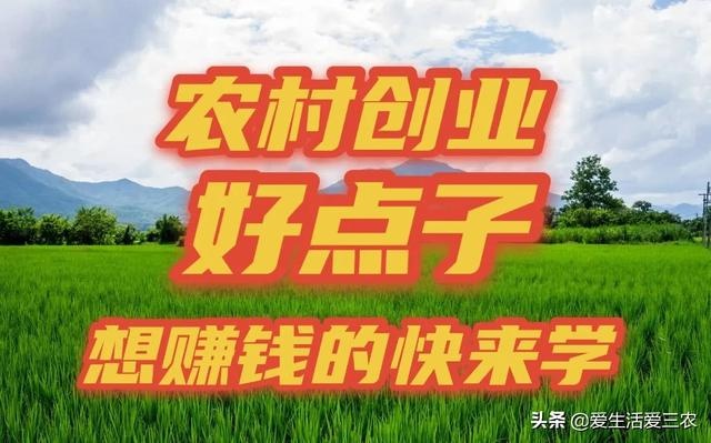 探索农村新机遇，农业、电商与文化创业的发展前景