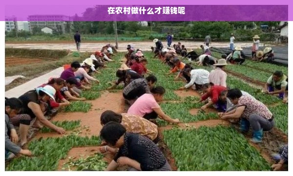 在农村做什么才赚钱呢