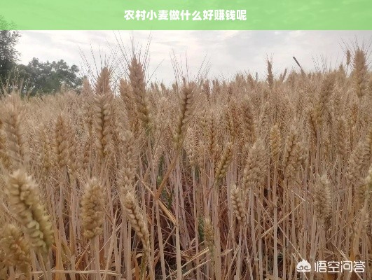农村小麦做什么好赚钱呢