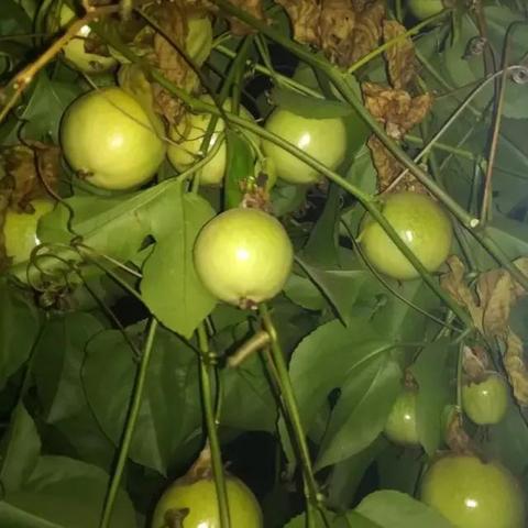 茶叶界的王者，盘点全球最受欢迎的茶叶品牌