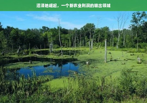 沼泽地崛起，一个新农业利润的输出领域