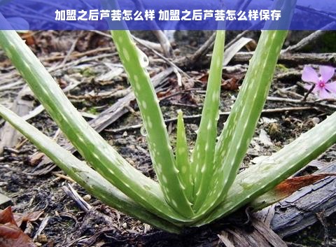 凌云县茶叶品牌，绿色山川孕育的茶香传奇
