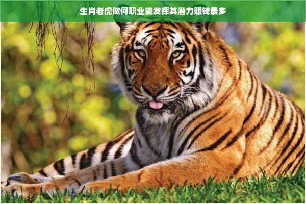 生肖老虎做何职业能发挥其潜力赚钱最多