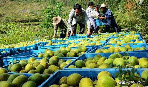中国著名餐饮品牌，深度解析与实例探究