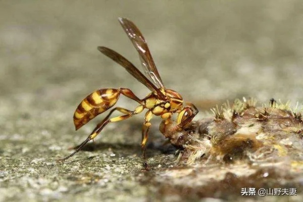马蜂主业做什么好赚钱呢？