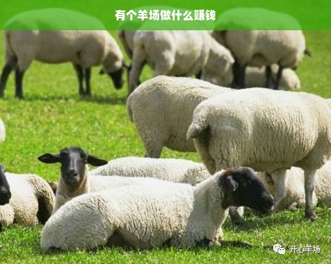 羊场创新与多渠道收入流的创建探讨标题拟定，《拥抱革新时代的养殖艺术与羊场多渠道盈利路径探索》