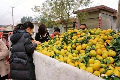 现在乡下能做什么生意赚钱？创新与多元经营的新机遇