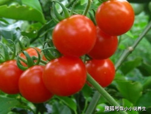 老人做什么菜赚钱快，探索热门菜品与营销策略