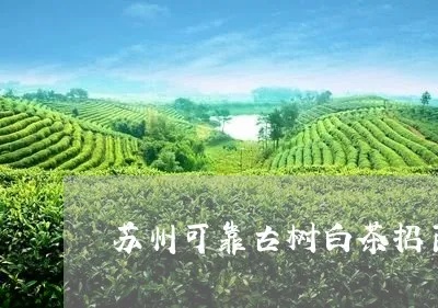 酒仙珍藏，盘点值得存放的白酒品牌及理由
