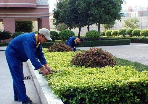 绿化杂工的职业发展与收入提升策略