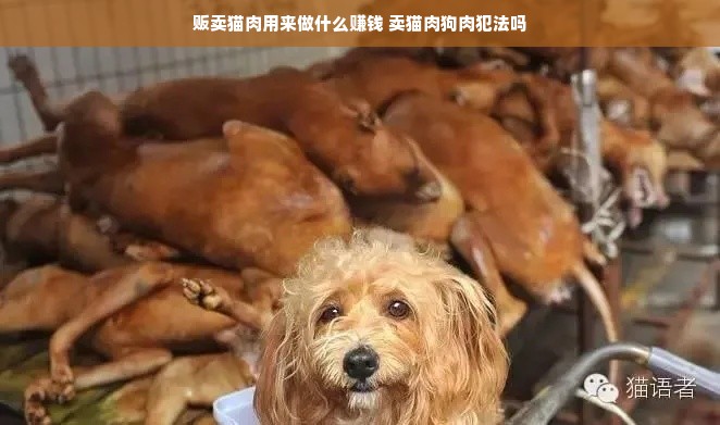 贩卖猫肉用来做什么赚钱 卖猫肉狗肉犯法吗