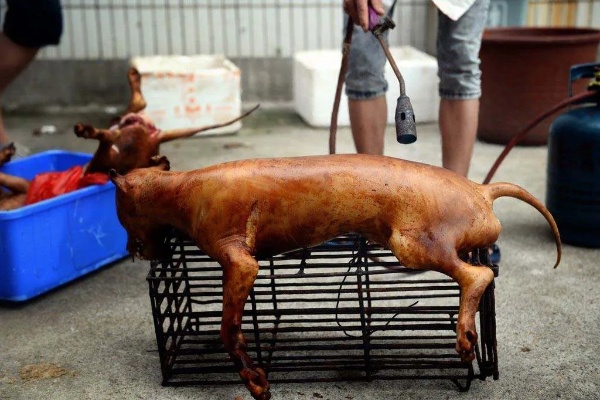 贩卖猫肉用来做什么赚钱 卖猫肉狗肉犯法吗
