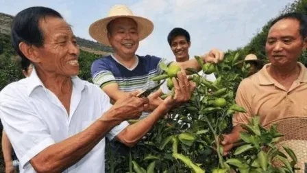 新农人的致富之路，探索最佳赚钱模式
