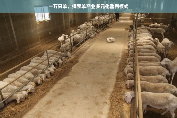 桃多多桃享卡额度提现与加额度全攻略，商家与用户必看！